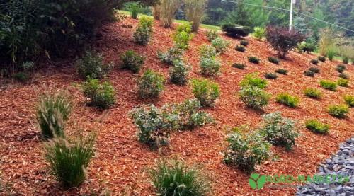 Вечнозелёные почвопокровные растения: топ-15 для красивого участка 20