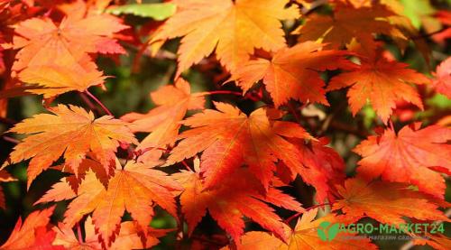 Вечнозелёные почвопокровные растения: топ-15 для красивого участка 18