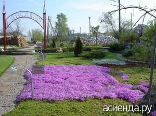 Как выбрать лучшие вечнозелёные почвопокровные растения для своего сада. Вечнозеленые и почвопокровные растения