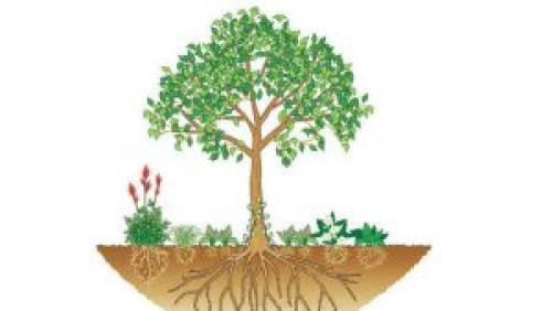 Как сочетать почвопокровные растения с другими растениями в саду. Почвопокровные растения в тени деревьев