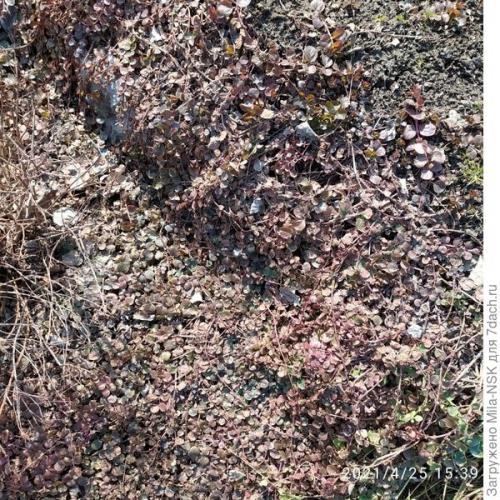 Какие сезонные изменения стоит учитывать при выращивании почвопокровных растений. Расчешите мне косы, пожалуйста, или Уход за почвопокровниками весной