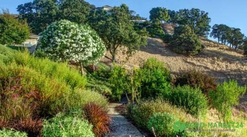 Вечнозелёные почвопокровные растения: топ-15 для красивого участка 17