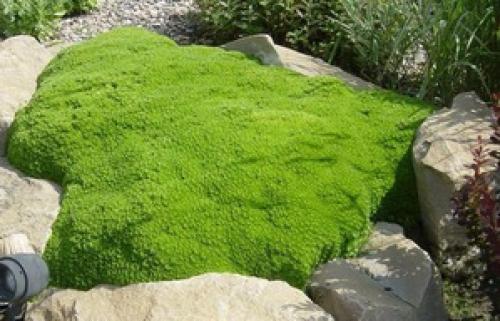 Как выбрать лучшие вечнозелёные почвопокровные растения для своего сада. Вечнозеленые и почвопокровные растения