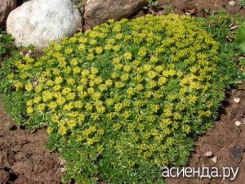 Как выбрать лучшие вечнозелёные почвопокровные растения для своего сада. Вечнозеленые и почвопокровные растения