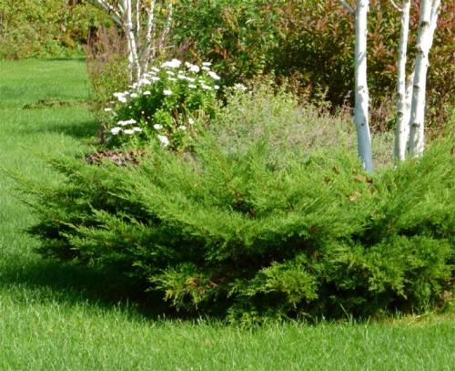 Виды туй и можжевельников. Как выглядят виды и сорта можжевельника: описания с фото, использование для озеленения