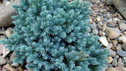 Виды туй и можжевельников. Как выглядят виды и сорта можжевельника: описания с фото, использование для озеленения