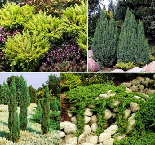 Виды туй и можжевельников. Как выглядят виды и сорта можжевельника: описания с фото, использование для озеленения