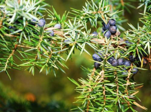 Виды туй и можжевельников. Как выглядят виды и сорта можжевельника: описания с фото, использование для озеленения