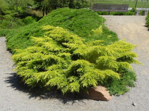 Виды туй и можжевельников. Как выглядят виды и сорта можжевельника: описания с фото, использование для озеленения