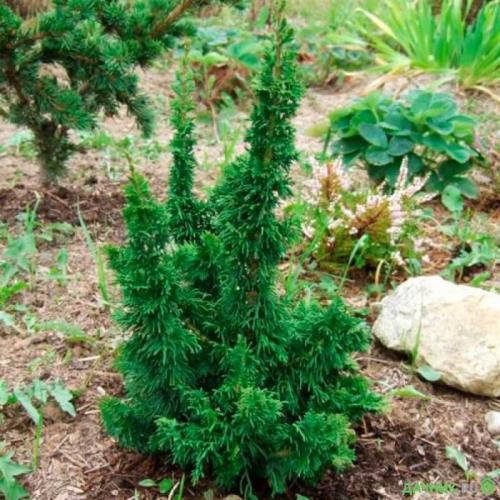 Туя колоновидная низкорослая. Туи на дачном участке: низкорослые, среднерослые и высокорослые сорта