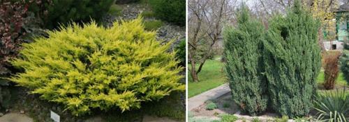 Виды туй и можжевельников. Как выглядят виды и сорта можжевельника: описания с фото, использование для озеленения