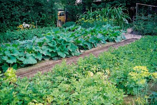 Совместимость персика и абрикоса. Совместимость растений. Част.  Конкуренты и враги