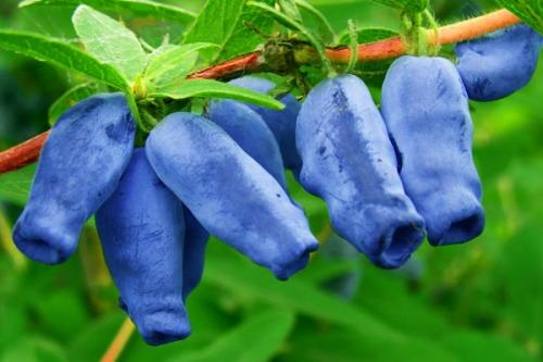 Совместимость абрикоса с другими плодовыми деревьями. Соседи абрикоса на участке, с чем сажать рядом