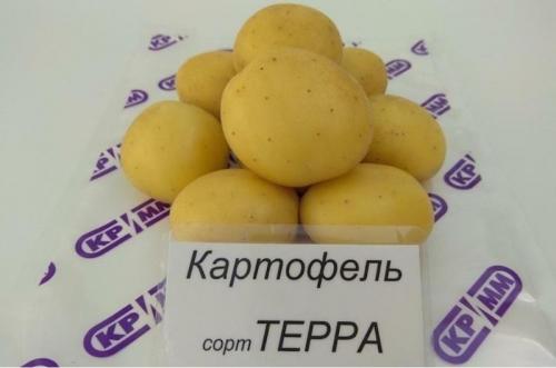 Новые сорта картофеля 2020. Новые сорта картофеля, выведенные в 2020 году: что в них особенного