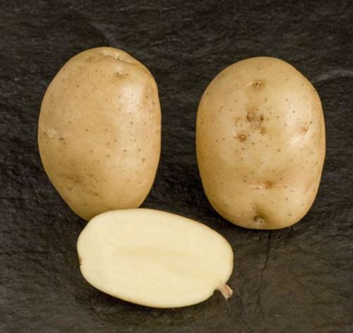 Обзор урожайных сортов картофеля. Урожайные сорта картофеля 2022 — описание с фото