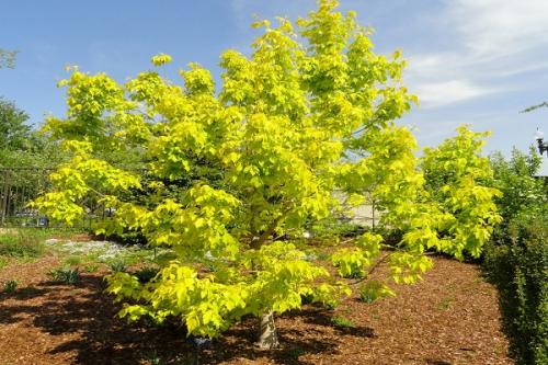 Совместимость абрикоса с другими плодовыми деревьями. Соседи абрикоса на участке, с чем сажать рядом