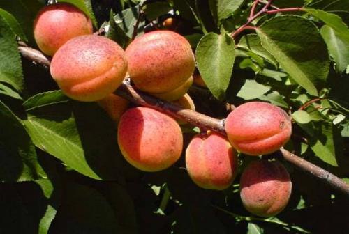 Расстояние между яблоней и абрикосом. Соседство с другими деревьями