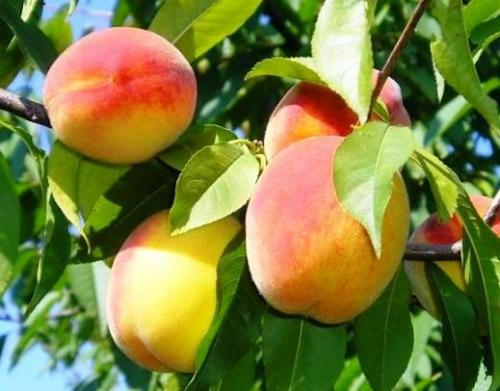 Совместимость персика и абрикоса. Совместимость растений. Част.  Конкуренты и враги
