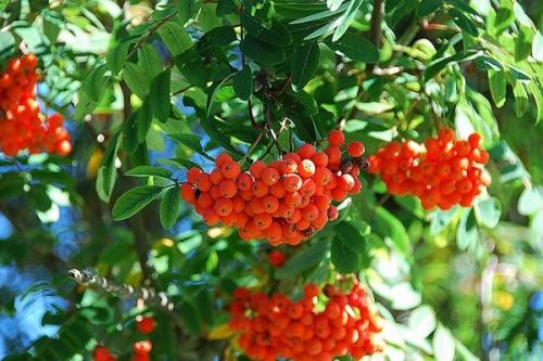 Совместимость абрикоса с другими плодовыми деревьями. Соседи абрикоса на участке, с чем сажать рядом