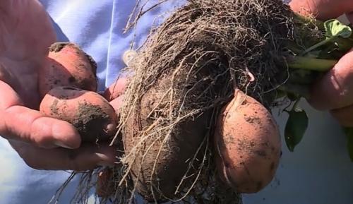 Новые сорта картофеля 2020. Новые сорта картофеля, выведенные в 2020 году: что в них особенного