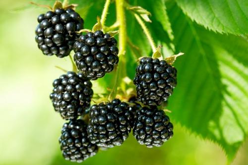 Совместимость абрикоса с другими плодовыми деревьями. Соседи абрикоса на участке, с чем сажать рядом