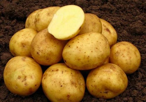 Обзор урожайных сортов картофеля. Урожайные сорта картофеля 2022 — описание с фото