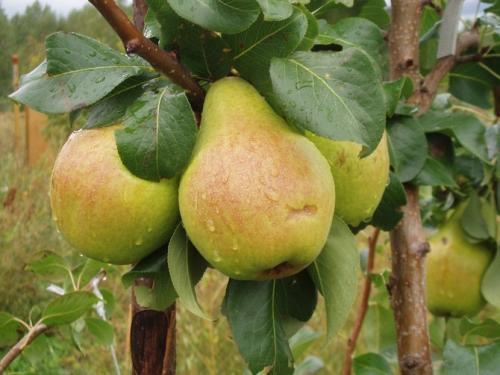 Расстояние между яблоней и абрикосом. Соседство с другими деревьями