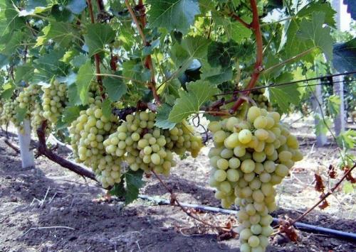 Совместимость абрикоса с другими плодовыми деревьями. Соседи абрикоса на участке, с чем сажать рядом 16