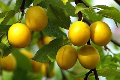 Совместимость абрикоса с другими плодовыми деревьями. Соседи абрикоса на участке, с чем сажать рядом