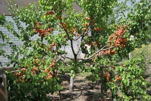 Совместимость абрикоса с другими плодовыми деревьями. Соседи абрикоса на участке, с чем сажать рядом