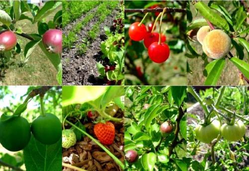 Совместимость персика и абрикоса. Совместимость растений. Част.  Конкуренты и враги