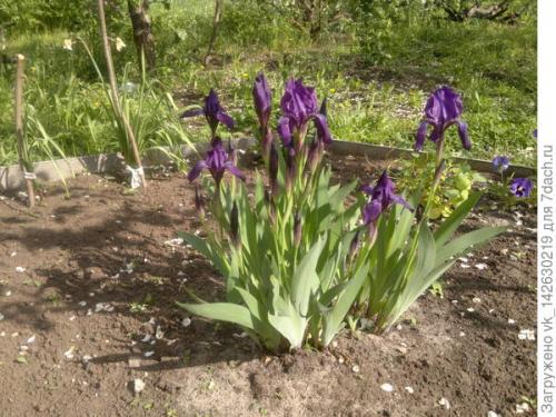 Какие овощи можно посадить под абрикосом. Комментарии к записи (стр. 1)