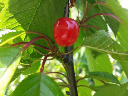 Что посадить рядом с черешней. Что можно посадить рядом с черешней: соседство с плодовыми деревьями, кустарниками, зеленью