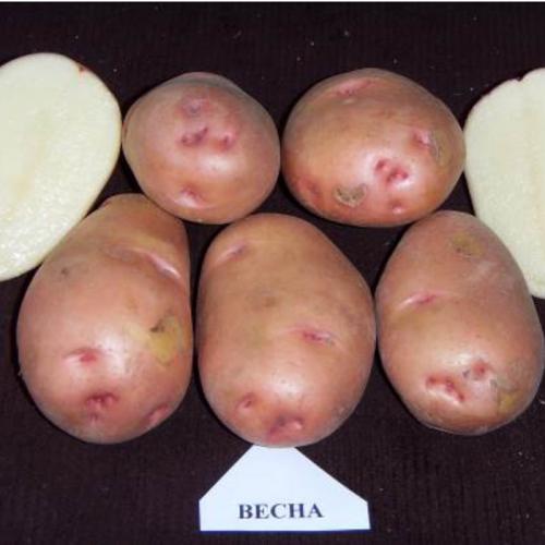 Обзор урожайных сортов картофеля. Урожайные сорта картофеля 2022 — описание с фото