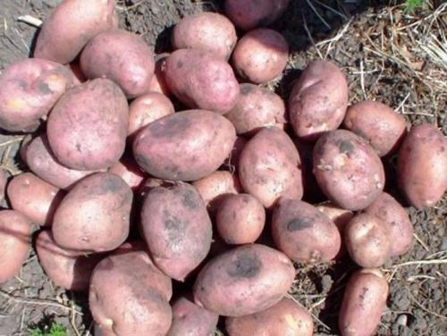 Обзор урожайных сортов картофеля. Урожайные сорта картофеля 2022 — описание с фото