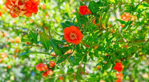 Кустарник с розовыми цветами. Спирея 03 Кустарник с розовыми цветами. Спирея 03