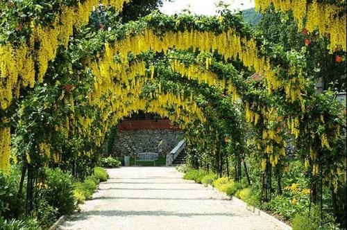 Кустарник с желто-зелеными листьями. Сделайте свой участок солнечным, высадив желтые растения в саду