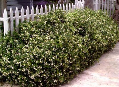 Невысокие кустарники для живой изгороди. Кустарники для живой изгороди: названия и фото