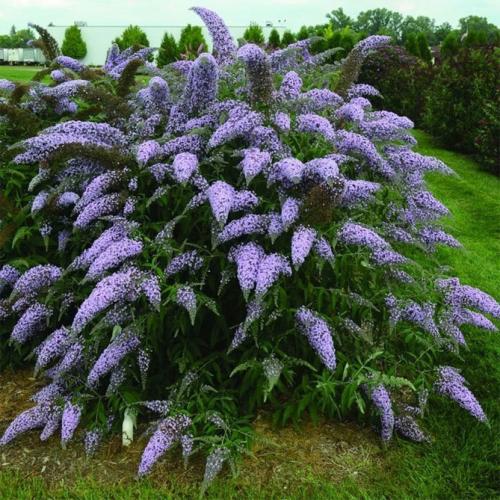 Кустарники для дачи. Многолетние декоративные кустарники для дачи – названия и описания, фото