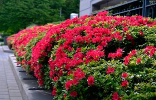 Вариегатные кустарники. 49 зимостойких многолетних декоративных кустарников, цветущих все лето