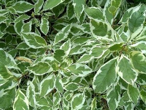 Пестролистные кустарники для сада. Пестролистные кустарники, названия, фото 08 Пестролистные кустарники для сада. Пестролистные кустарники, названия, фото 08