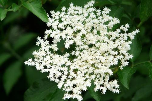 15 быстрорастущих декоративных кустарников, которые преобразят участок