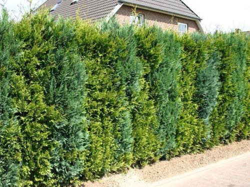 Невысокие кустарники для живой изгороди. Кустарники для живой изгороди: названия и фото