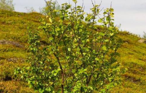 Вариегатные кустарники. 49 зимостойких многолетних декоративных кустарников, цветущих все лето