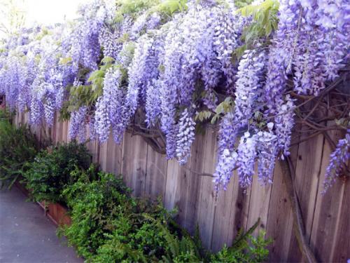 Кустарники для дачи. Многолетние декоративные кустарники для дачи – названия и описания, фото