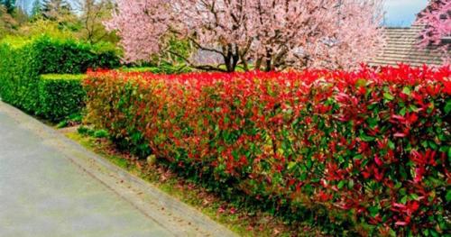 Невысокие кустарники для живой изгороди. Кустарники для живой изгороди: названия и фото