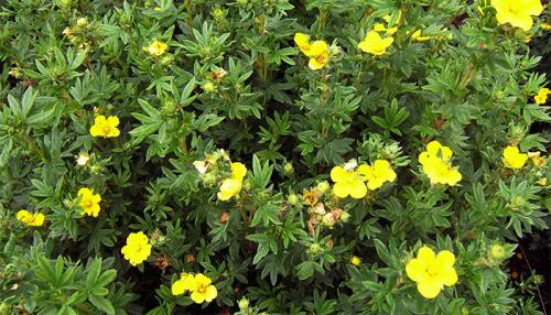 Какой кустарник посадить на солнце. Лапчатка кустарниковая