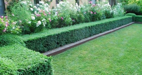 Невысокие кустарники для живой изгороди. Кустарники для живой изгороди: названия и фото