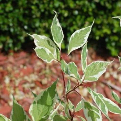 Пестролистные кустарники для сада. Пестролистные кустарники, названия, фото 09 Пестролистные кустарники для сада. Пестролистные кустарники, названия, фото 09