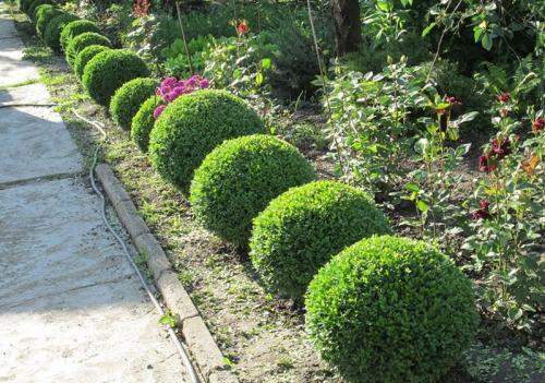 Невысокие кустарники для живой изгороди. Кустарники для живой изгороди: названия и фото